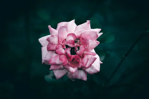 Rose 4K Wallpaper · flowers · 3840×2560