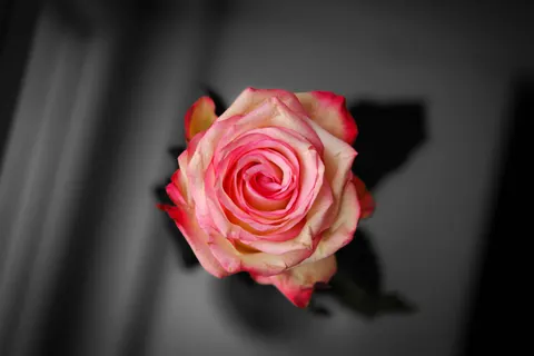 Rose 4K Hintergrundbild · flowers · 3840×2560
