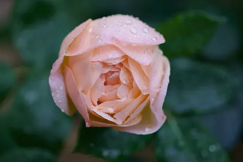 Fondo de pantalla Rosa 4K · flowers · 3840×2561