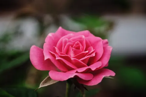 خلفية وردة بدقة 4K · flowers · 3840×2560