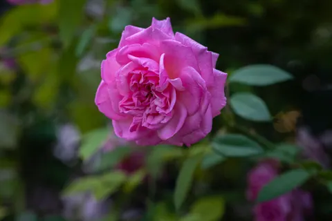 Rose 4K Hintergrundbild · flowers · 3840×2560