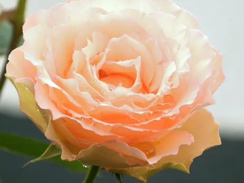 Rose 4K Hintergrundbild · flowers · 3840×2881