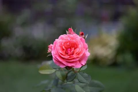 Rose 4K Wallpaper · flowers · 3840×2561