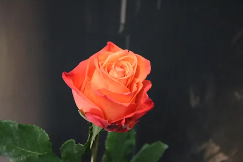バラ 4K壁紙 · flowers · 3840×2560