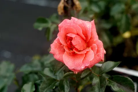 Rose 4K Hintergrundbild · flowers · 3840×2560