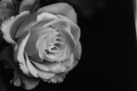 خلفية وردة بدقة 4K · flowers · 3840×2561