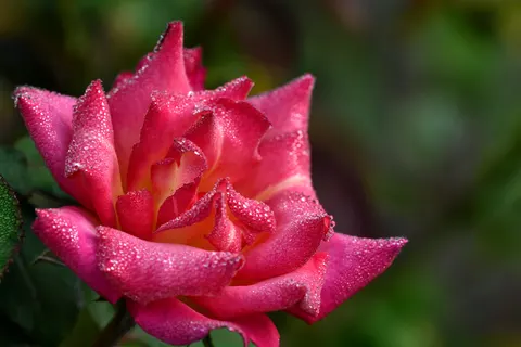 Fondo de pantalla Rosa 4K · flowers · 3840×2560