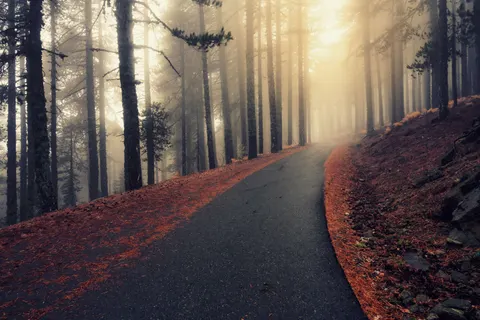Autumn Forest 4K Wallpaper · nature · 3840×2560