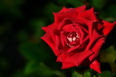 Fond d'écran Rose 4K · flowers · 3840×2560