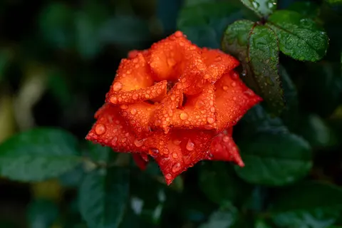 Rose 4K Hintergrundbild · flowers · 3840×2560