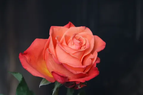 Rose 4K Hintergrundbild · flowers · 3840×2560