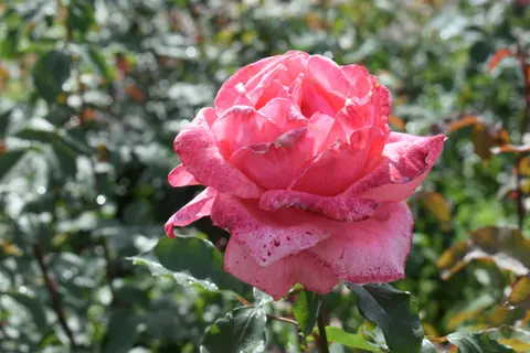 Papel de parede Rosa 4K · flowers · 3840×2560