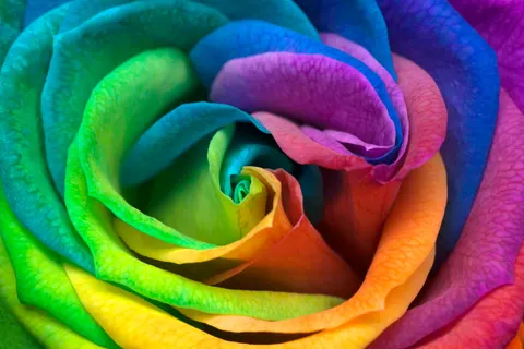 玫瑰 4K壁纸 · flowers · 3840×2560