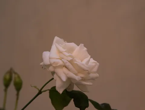 장미 4K 배경화면 · flowers · 3840×2900