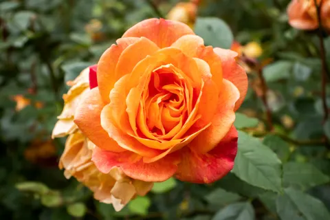 Rose 4K Wallpaper · flowers · 3840×2560