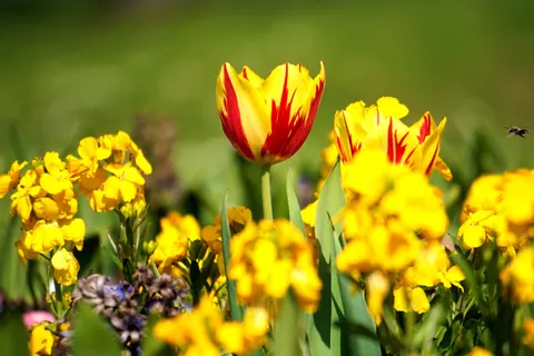 Обои Тюльпановое поле 4K · flowers · 3840×2560