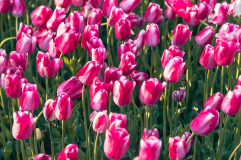 Tulip Field 4K Wallpaper · flowers · 3840×2560
