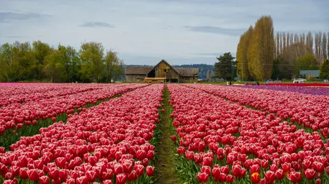 Fond d'écran Champ de tulipes 4K · flowers · 3840×2157