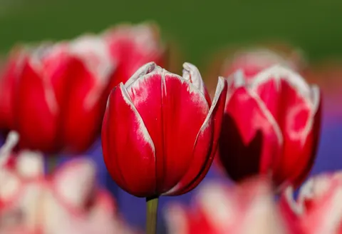 Tulip Field 4K Wallpaper · flowers · 3840×2623