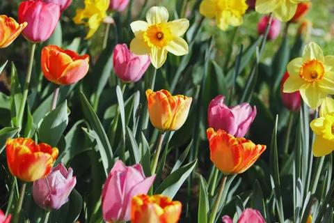 Обои Тюльпановое поле 4K · flowers · 3840×2560