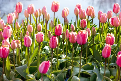튤립 밭 4K 배경화면 · flowers · 3840×2560