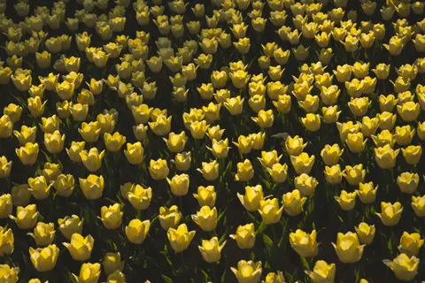 Tulip Field 4K Wallpaper · flowers · 3840×2560