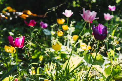 Fond d'écran Champ de tulipes 4K · flowers · 3840×2560