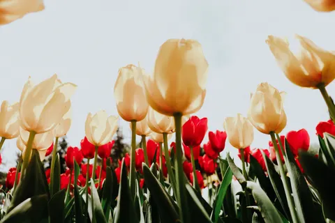 Обои Тюльпановое поле 4K · flowers · 3840×2560