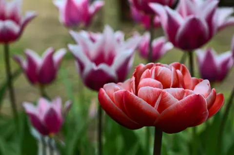 Tulip Field 4K Wallpaper · flowers · 3840×2555