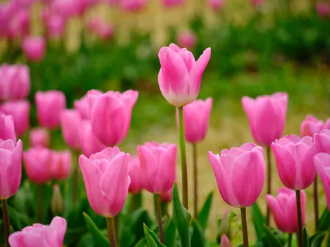 튤립 밭 4K 배경화면 · flowers · 3840×2880