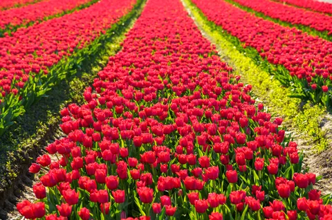 Tulip Field 4K Wallpaper · flowers · 3840×2543