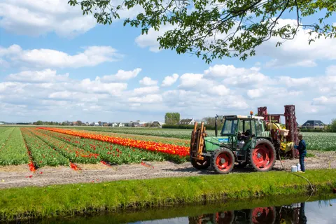 Tulpenfeld 4K Hintergrundbild · flowers · 3840×2560
