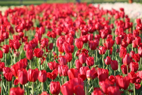 Tulip Field 4K Wallpaper · flowers · 3840×2560