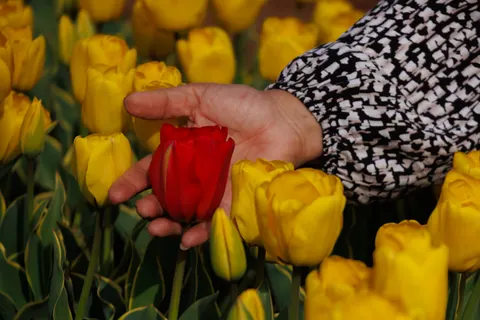 Обои Тюльпановое поле 4K · flowers · 3840×2560