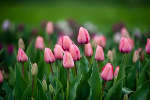 Tulip Field 4K Wallpaper · flowers · 3840×2563