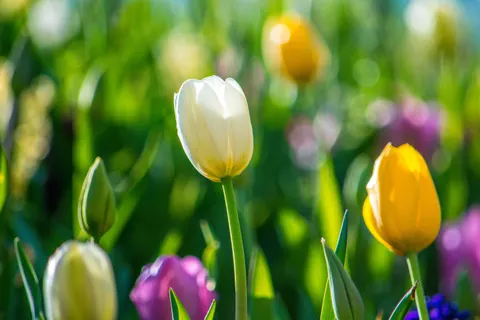 Обои Тюльпановое поле 4K · flowers · 3840×2560