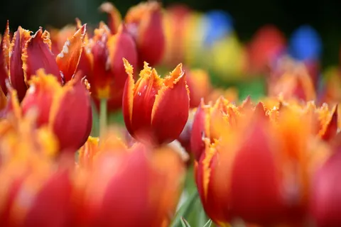 خلفية حقل التوليب بدقة 4K · flowers · 3840×2560