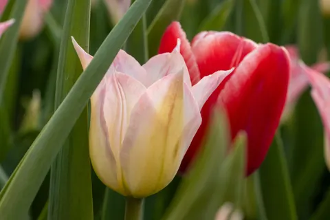 Fond d'écran Champ de tulipes 4K · flowers · 3840×2560