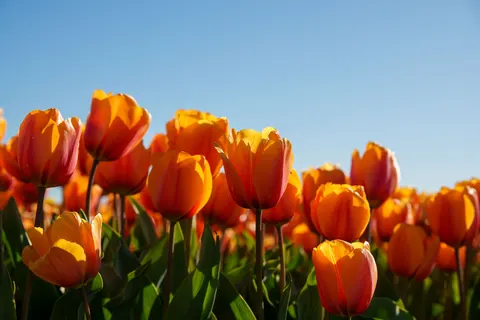 郁金香田 4K壁纸 · flowers · 3840×2560