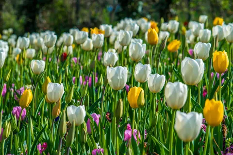 郁金香田 4K壁纸 · flowers · 3840×2560