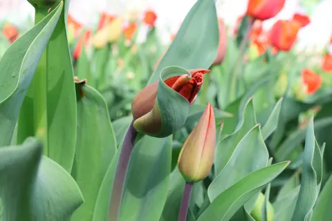 郁金香田 4K壁纸 · flowers · 3840×2560