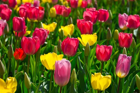 Papel de parede Campo de tulipas 4K · flowers · 3840×2560