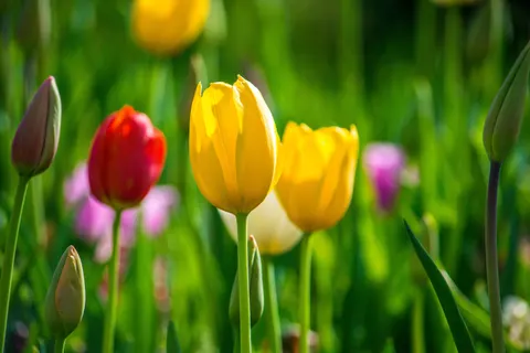 튤립 밭 4K 배경화면 · flowers · 3840×2560
