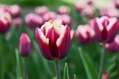 튤립 밭 4K 배경화면 · flowers · 3840×2555