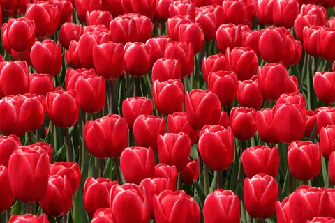 鬱金香田 4K桌布 · flowers · 3840×2560