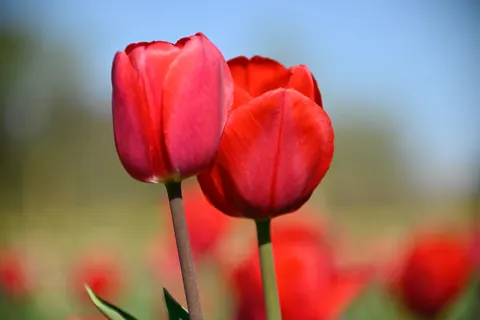 郁金香田 4K壁纸 · flowers · 3840×2563