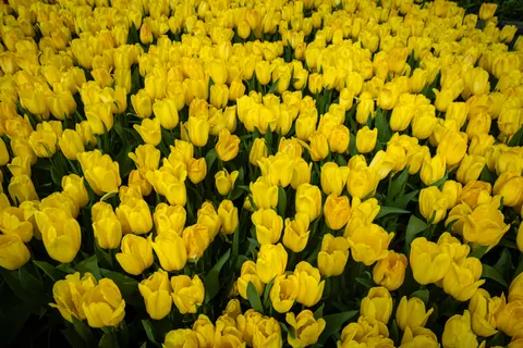 Fondo de pantalla Campo de tulipanes 4K · flowers · 3840×2560