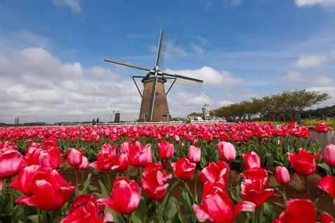 Tulpenfeld 4K Hintergrundbild · flowers · 3840×2560