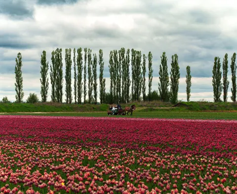 Fond d'écran Champ de tulipes 4K · flowers · 3840×3148