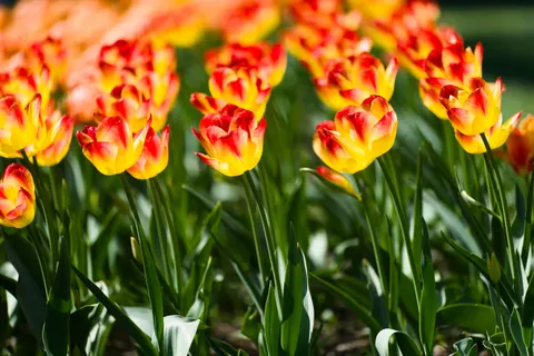튤립 밭 4K 배경화면 · flowers · 3840×2558